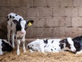 black and white spotted calves in straw Royalty Free Stock Photo