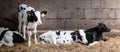 black and white spotted calves in straw Royalty Free Stock Photo