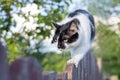 Black and white spotted cat walking on old wooden fence Royalty Free Stock Photo
