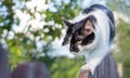 A black and white spotted cat walks along an old wooden fence and stalks prey Royalty Free Stock Photo