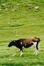 A black-and-white spotted cow grazes on the green meadow hills. Royalty Free Stock Photo