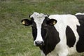 Black and white spotted cow grazing on green meadow Royalty Free Stock Photo