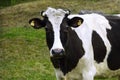 Black and white spotted cow grazing in early spring on a green meadow. Close up. Selective focus Royalty Free Stock Photo