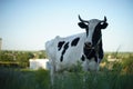 Black and white spotted cow grazing on a leash Royalty Free Stock Photo