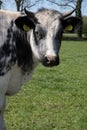 Black and white spotted cow with horns turns head to the right Royalty Free Stock Photo