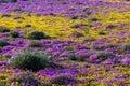 the lone cow is walking in the large meadow full of purple and yellow flowers Royalty Free Stock Photo