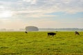 Black and white spotted cow walking in a large meadow Royalty Free Stock Photo