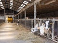 cows feed from hay in belgian barn of farm in ardennes region