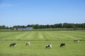 Black and white spotted cows in green grassy meadow with solar panels covered farm and blue sky Royalty Free Stock Photo