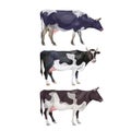 Black and white spotted cows Royalty Free Stock Photo