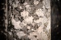 Black-white spotted and cracked natural texture of russian birch bark Royalty Free Stock Photo