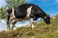 Dairy cow grazing in mountain - Italian Alps Royalty Free Stock Photo