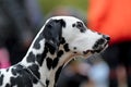 Black and white spotted dalmatian dog