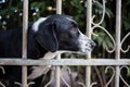 Black-and-white spotted dog with long ears behind a fence made of metal rods looks into the distance, guards the yard. Royalty Free Stock Photo