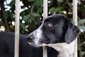 Black-and-white spotted dog with long ears behind a fence made of metal rods looks into the distance, guards the yard. Royalty Free Stock Photo