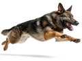 A black and white-spotted German Shepherd in motion, showing alertness and focus, against a light grey background Bright lighting Royalty Free Stock Photo
