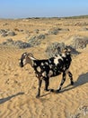 A black and white spotted goat grazes on the seashore, on the sand, in North Cyprus, close-up. Free animals mammals Royalty Free Stock Photo