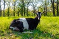 Black and white spotted goat lying on the green fresh grass. Summer meadow and domestic animal on it Royalty Free Stock Photo