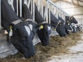 Black and white spotted holstein cows feed on dutch farm in holland