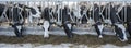 Black and white spotted holstein cows feed on dutch farm in holland