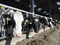 Black and white spotted holstein cows feed in half open barn on dutch farm in holland