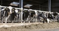 Black and white spotted holstein cows feed in half open barn on dutch farm in holland