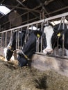 Black and white spotted holstein cows feed inside barn on dutch farm in holland