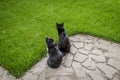 Two curious cats sitting next to each other in garden. Royalty Free Stock Photo