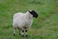 Black And White Spotted Sheep In A Field