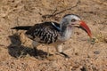 Southern red-billed hornbill takes to the ground