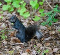 A black squirrel with a white tip on its tail on the ground looking for food. Royalty Free Stock Photo