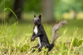 Black and white squirrel during molting is looking around the grass