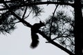 Black and white squirrel silhouette on branch