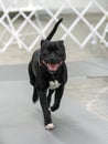 Black and white Staffordshire Terrier smiling in the ring Royalty Free Stock Photo