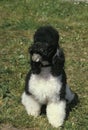 Black and White Standard Poodle Dog Royalty Free Stock Photo