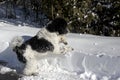 Black and White Standard Poodle in Snowbank Royalty Free Stock Photo