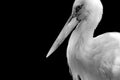 Black and white stork portrait Royalty Free Stock Photo