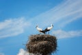 Black and white storks in nest on blue sky background Royalty Free Stock Photo