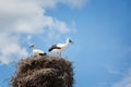 Black and white storks in nest on blue sky background Royalty Free Stock Photo