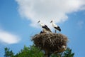 Black and white storks in nest on blue sky background Royalty Free Stock Photo