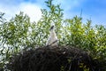 Black and white storks in nest on blue sky background Royalty Free Stock Photo