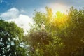 Black and white storks in nest on blue sky background Royalty Free Stock Photo