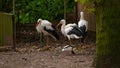 Black and white storks in the reserve.Group of birds storks and black and white duck in the park Royalty Free Stock Photo