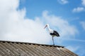 Black and white storks on a roof, blue sky background Royalty Free Stock Photo