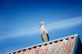 Black and white storks on a roof, blue sky background Royalty Free Stock Photo