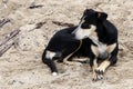 Black and white stray dog at the beach