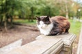 Black and white street cat. Cat wandering, sitting on the sidewalk in a park. The concept of the problem of homeless animals