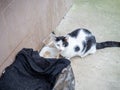 Black and white street cat sits near an impromptu bowl of food next to a box covered with old clothes