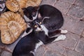 Black and white street cats in medina of Marrakesh. Morocco Royalty Free Stock Photo