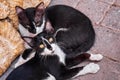 Black and white street cats in medina of Marrakesh. Morocco Royalty Free Stock Photo